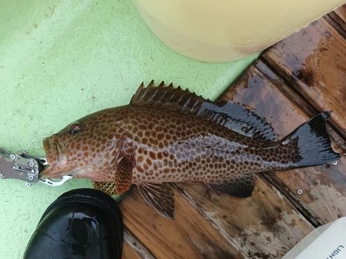 オオモンハタの釣果