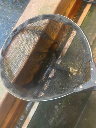コイの釣果