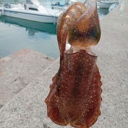 アオリイカ