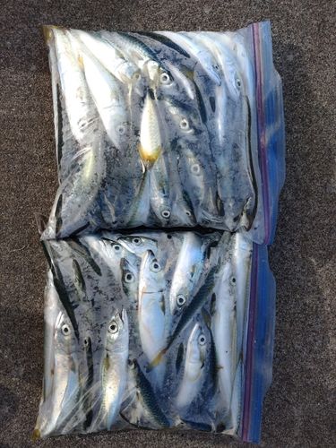 サバの釣果