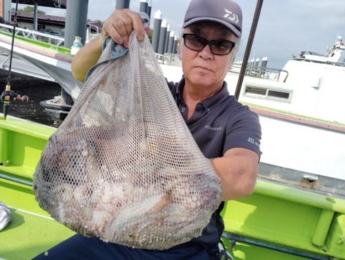 マダコの釣果