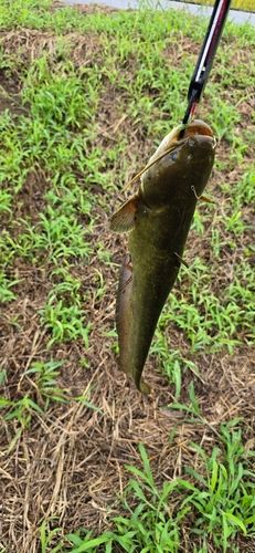 ナマズの釣果