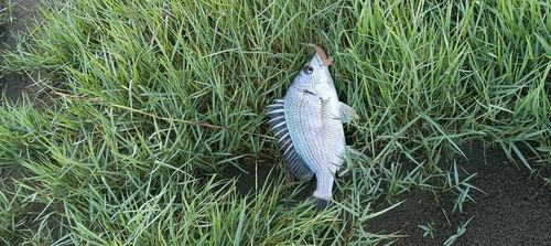 キビレの釣果