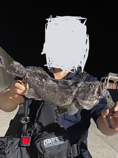 クロソイの釣果