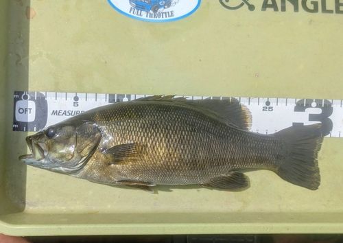 スモールマウスバスの釣果