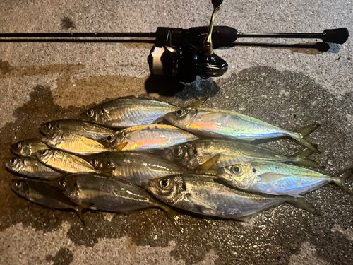 アジの釣果