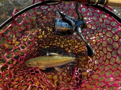 ウグイの釣果