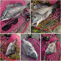 チヌの釣果