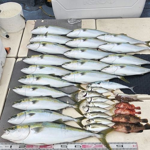 ブリの釣果