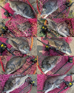 チヌの釣果