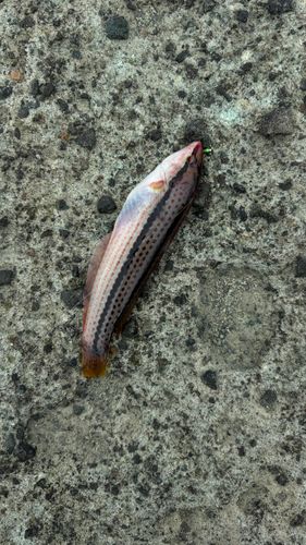 ベラの釣果
