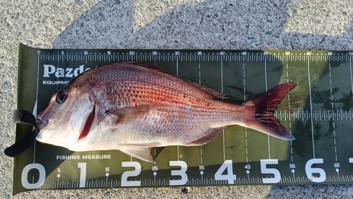 タイの釣果