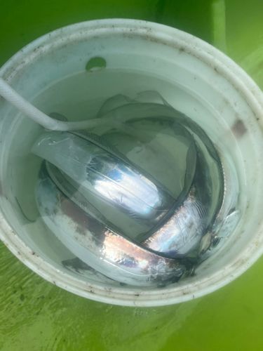 タチウオの釣果