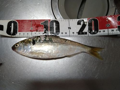 コノシロの釣果