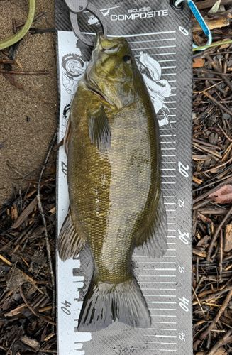 スモールマウスバスの釣果