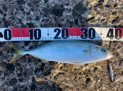 フクラギの釣果