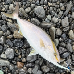 ショゴの釣果