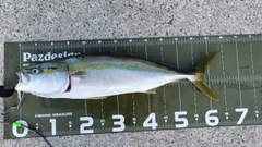 メジロの釣果