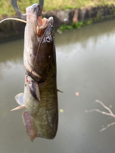 ナマズの釣果
