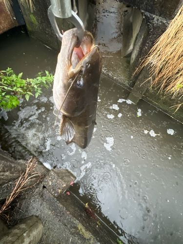 ナマズの釣果