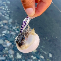 クサフグの釣果