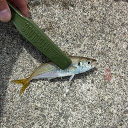 アジ