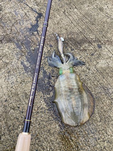アオリイカの釣果