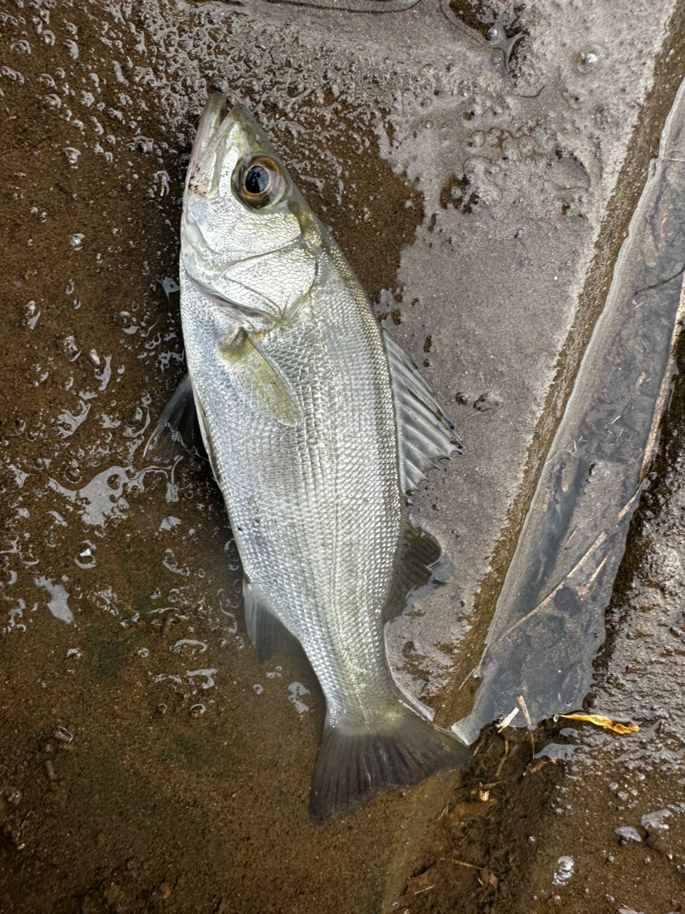 セイゴ（ヒラスズキ）