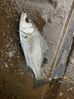 セイゴ（ヒラスズキ）の釣果