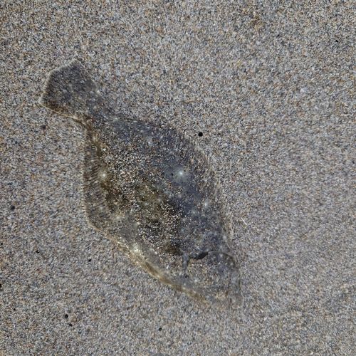 ワカシの釣果