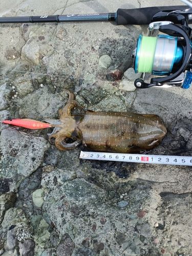 アオリイカの釣果
