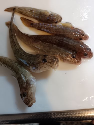 留萌港