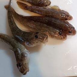 ハゼ