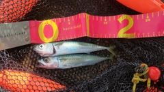 マサバの釣果