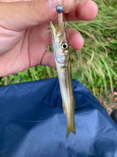 カマスの釣果