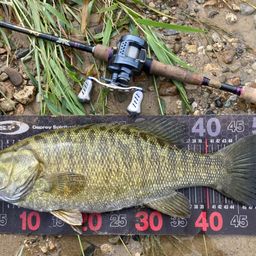 スモールマウスバス