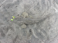コチの釣果