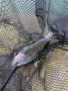 ニジマスの釣果