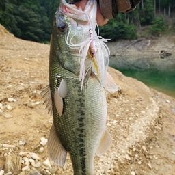 ブラックバス