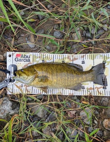 スモールマウスバスの釣果