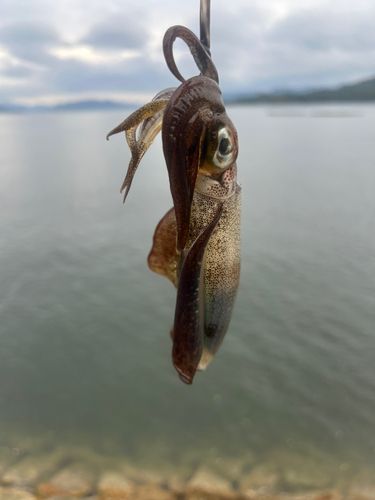 広島湾