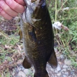 スモールマウスバス