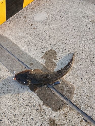マゴチの釣果