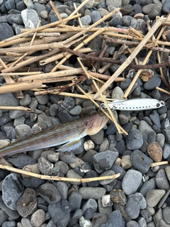 エソの釣果