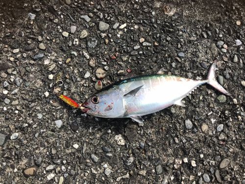 メジマグロの釣果