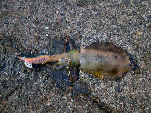アオリイカの釣果