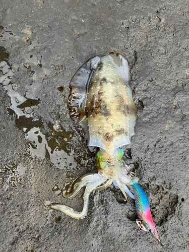 アオリイカの釣果