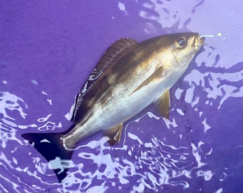 イサキの釣果
