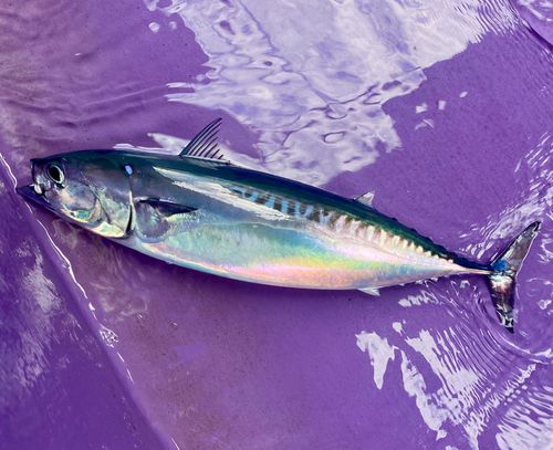 マルソウダの釣果