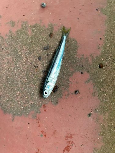 タコの釣果